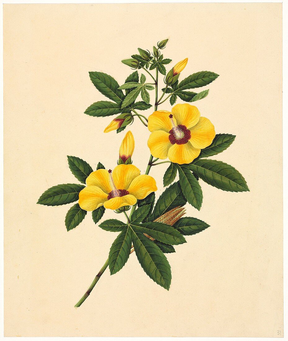 Abelmoschus esculentus,19th century