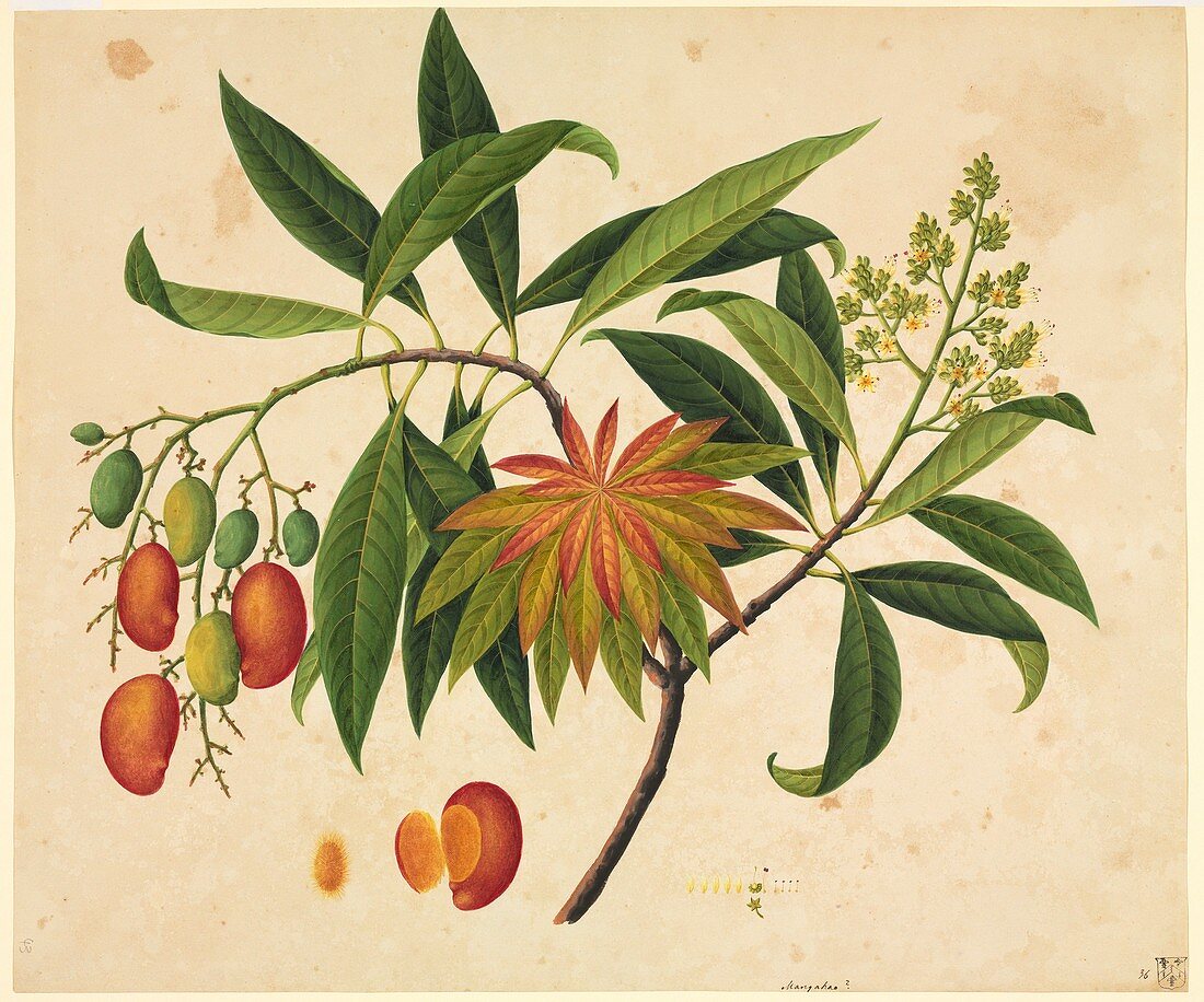 Mangifera indica,19th-century artwork