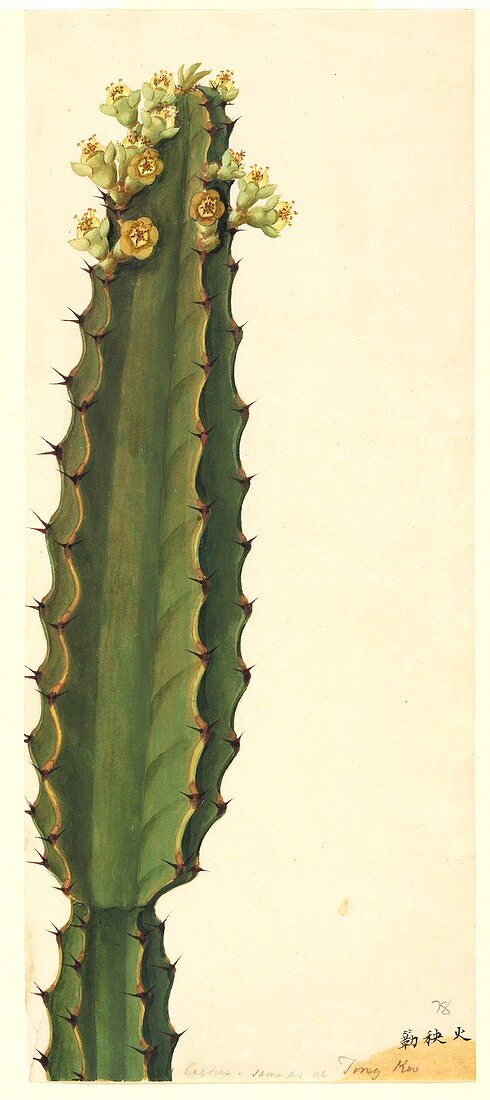 Euphorbia,19th-century artwork