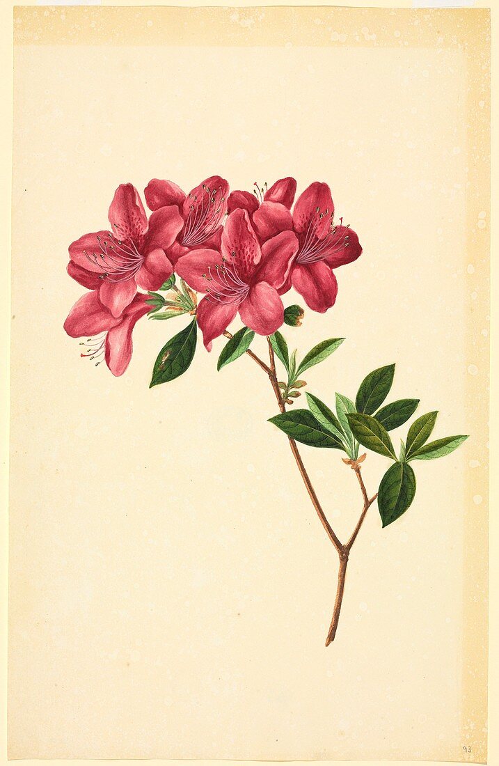 Rhododendrons,19th-century artwork