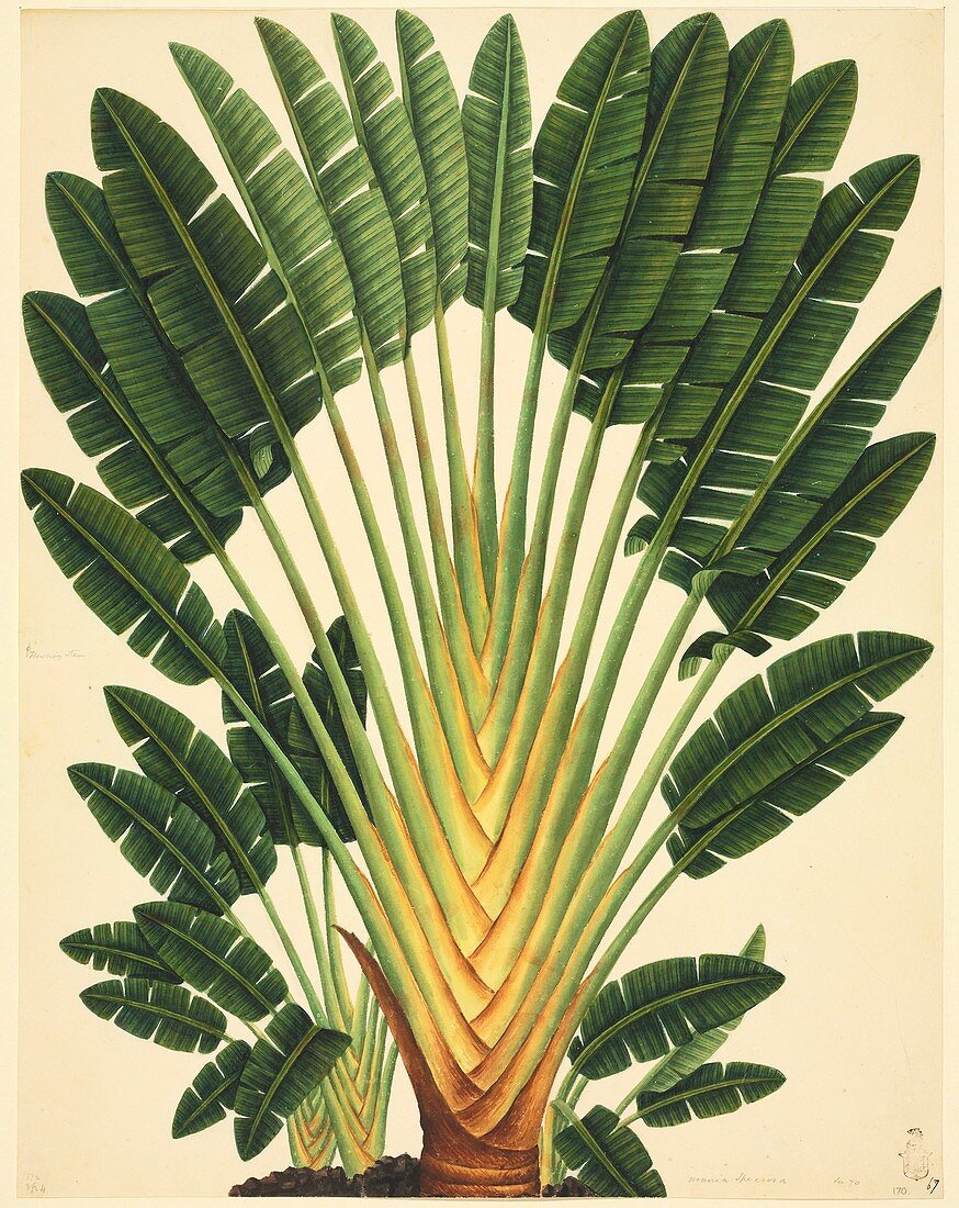 Strelitzea flower,19th-century artwork