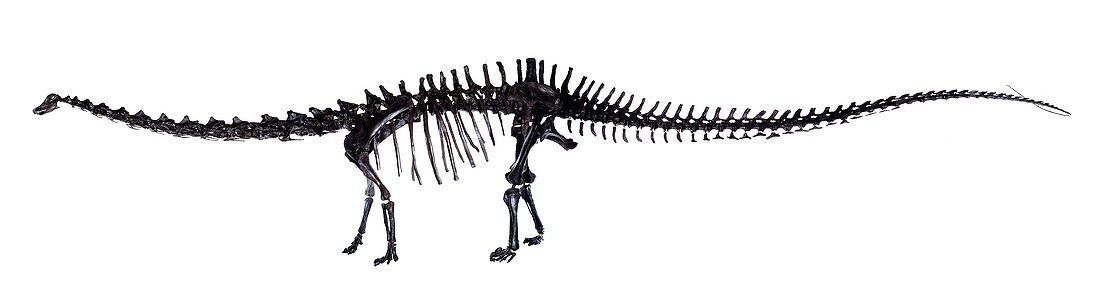 Diplodocus dinosaur,fossil skeleton