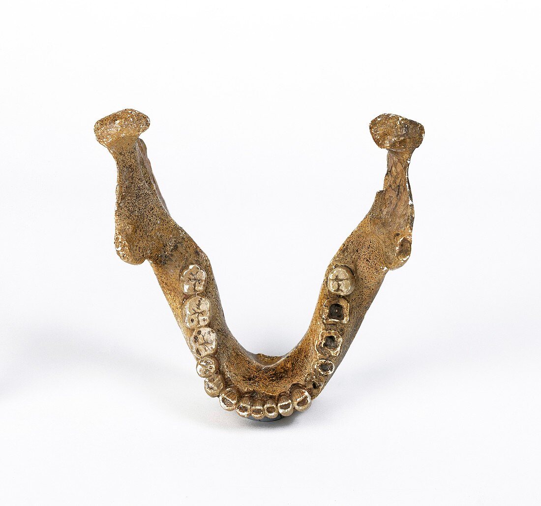 Homo heidelbergensis mandible (Mauer 1)
