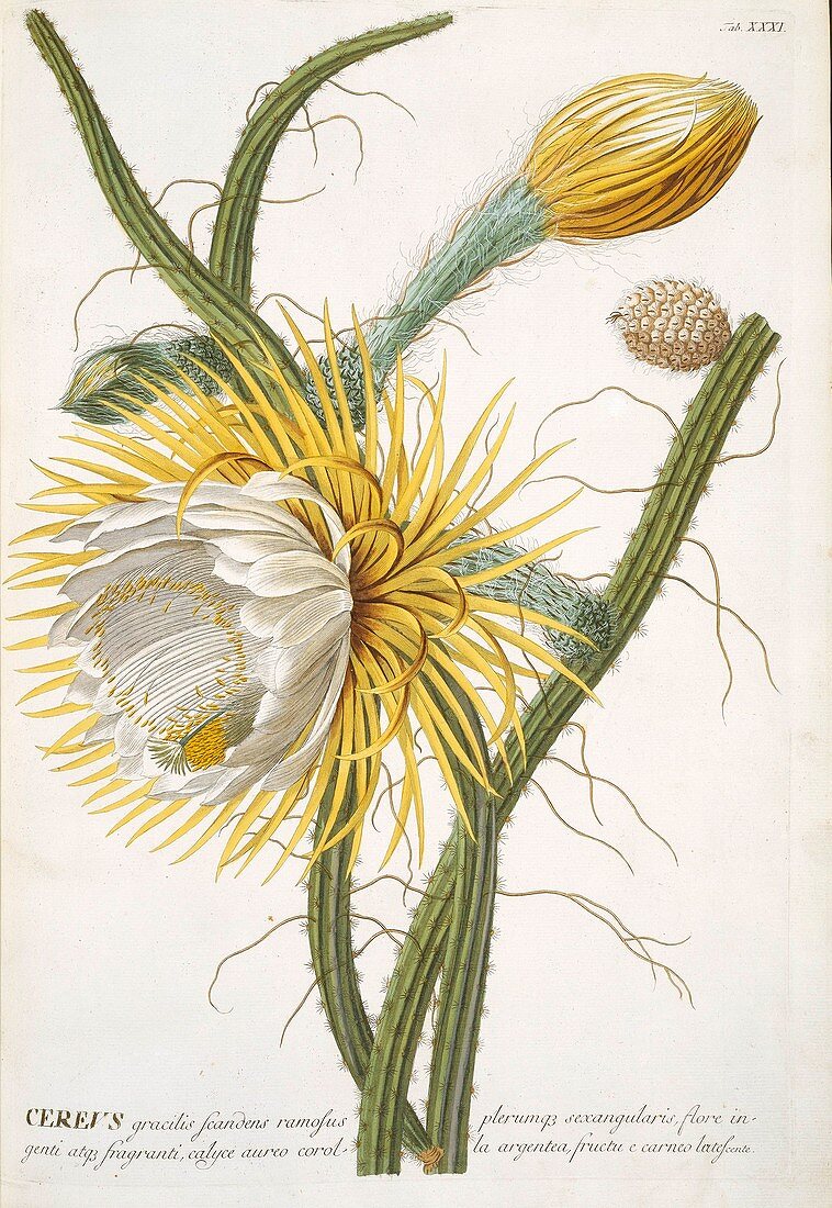 Cereus cactus flower,18th century