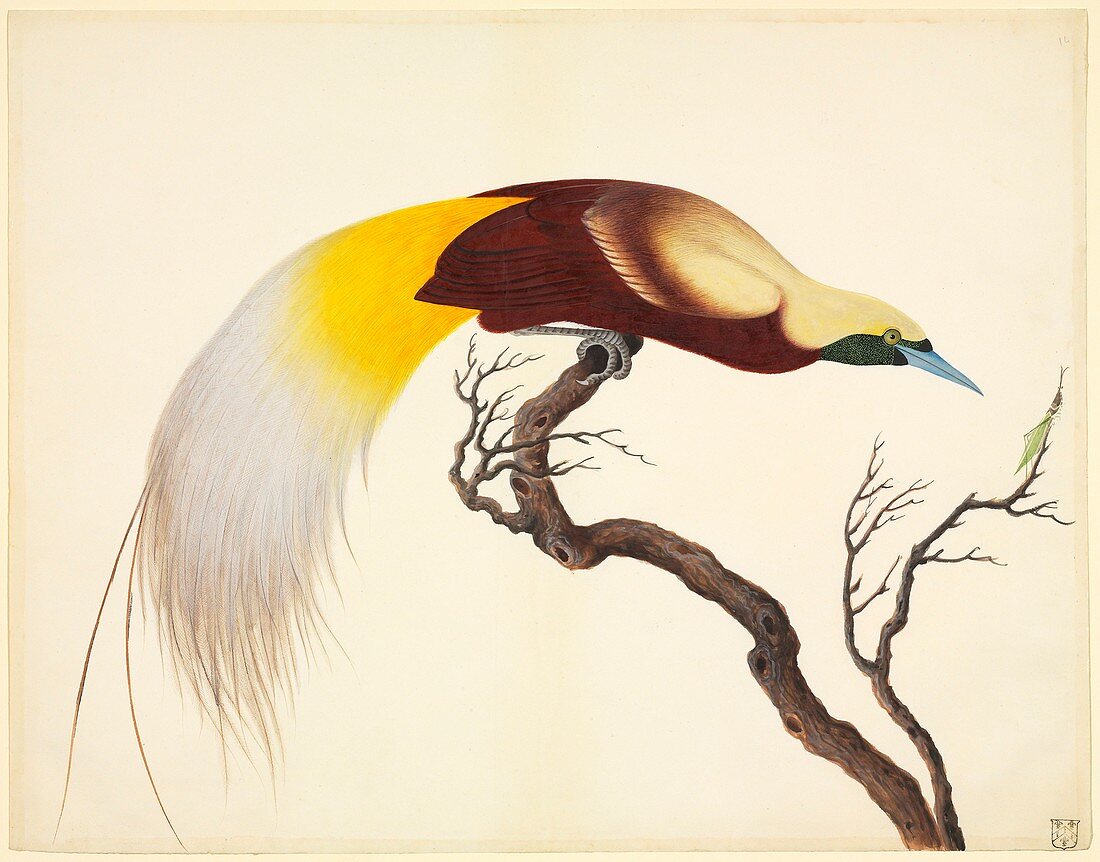 Lesser bird-of-paradise,19th century