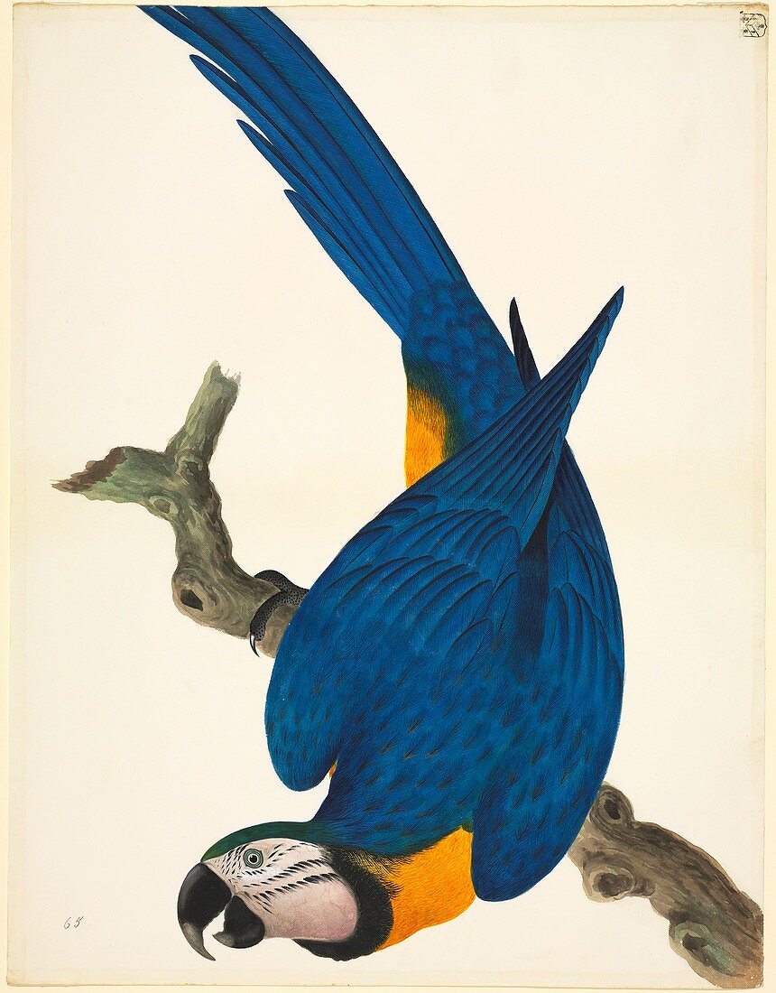 Blue-and-yellow macaw,19th century