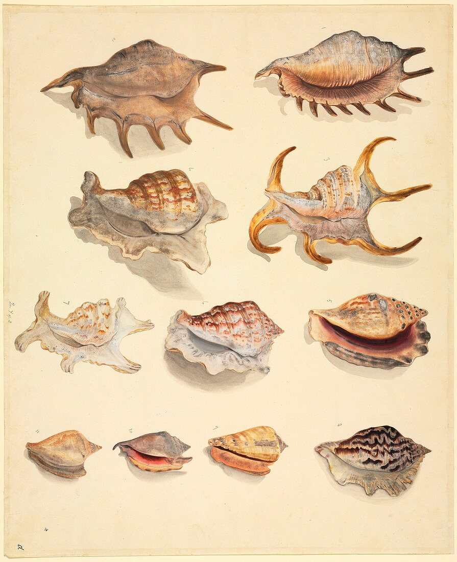 Seashells,19th century