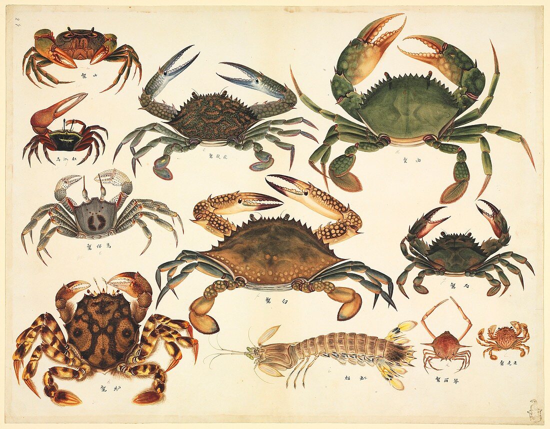 Crabs,19th century