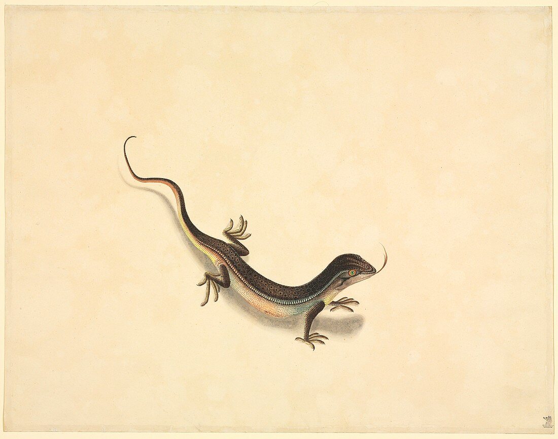 Lizard,19th century