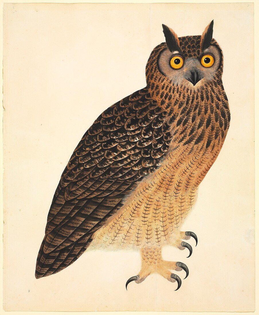 Eurasian eagle-owl,19th century