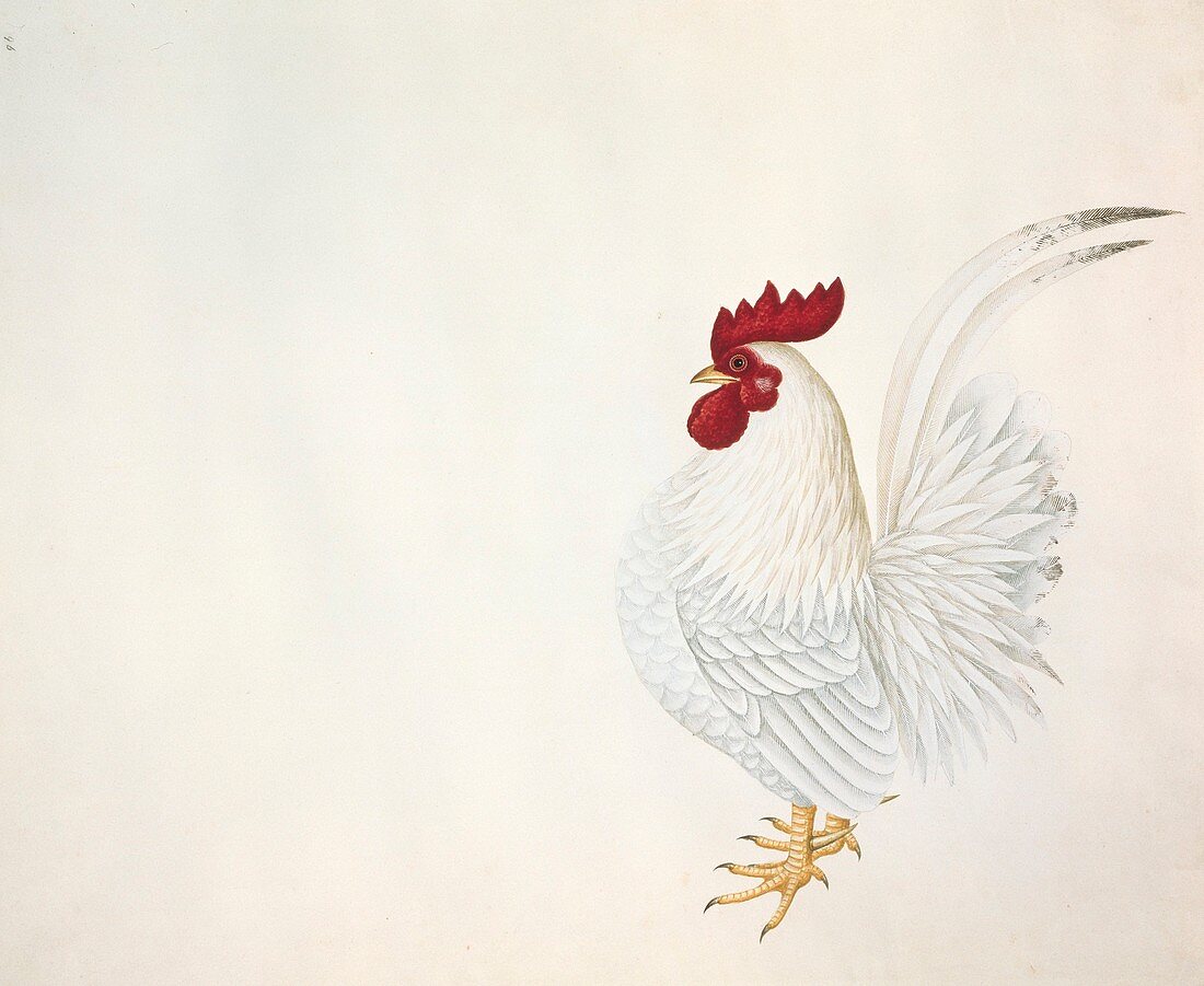 Red junglefowl,19th century