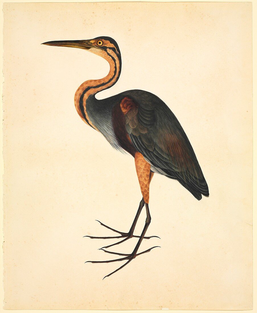 Purple heron,19th century