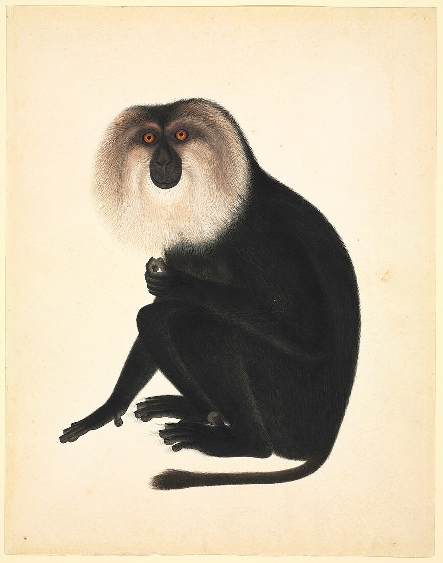 Chinese monkey,19th century