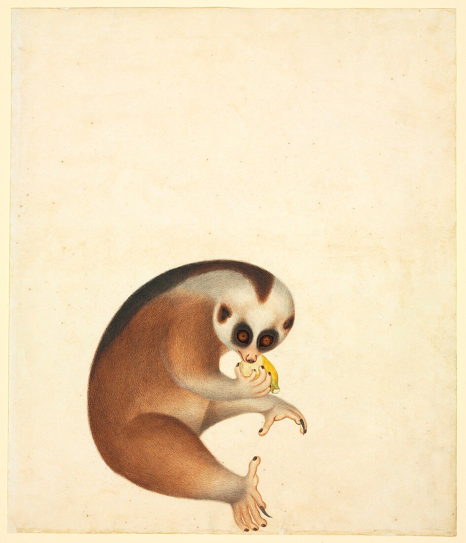 Slow loris,19th century