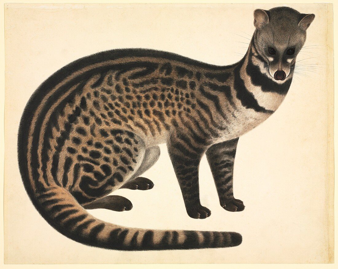 Large-spotted civet,19th century