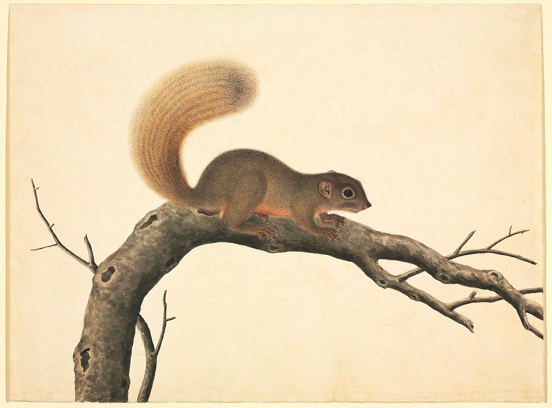 Chinese squirrel,19th century
