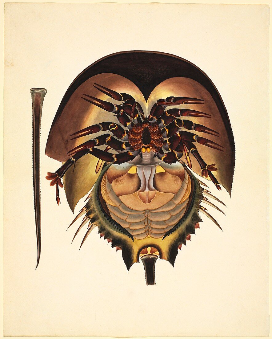 Horsehoe crab,19th century