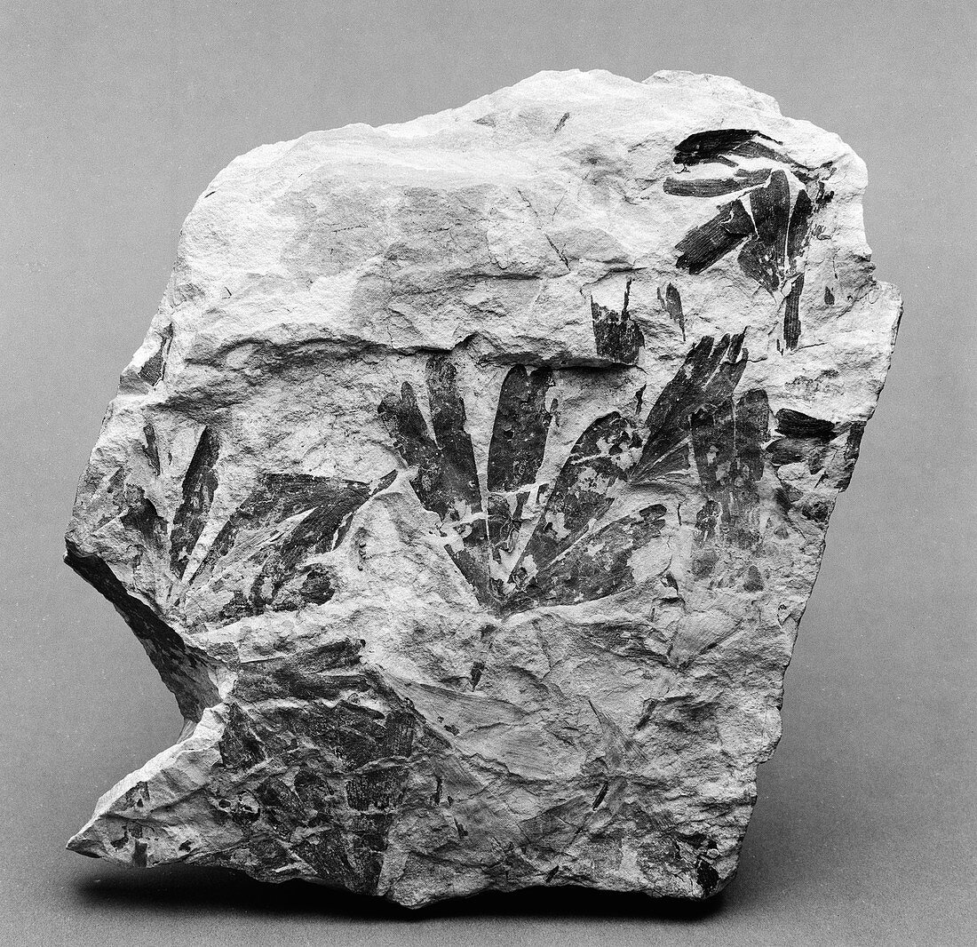 Nilssonia kendalli,cycad frond fossils