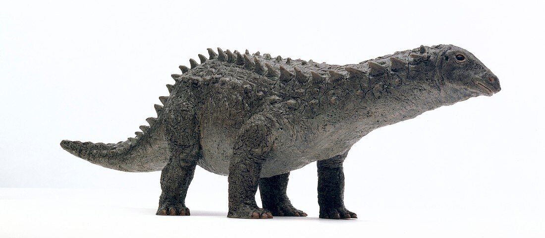 Scelidosaurus dinosaur,museum model