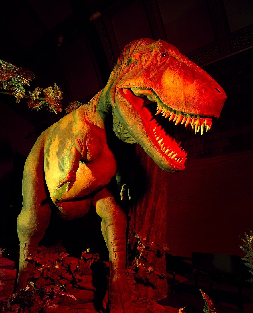 Tyrannosaurus dinosaur,museum model