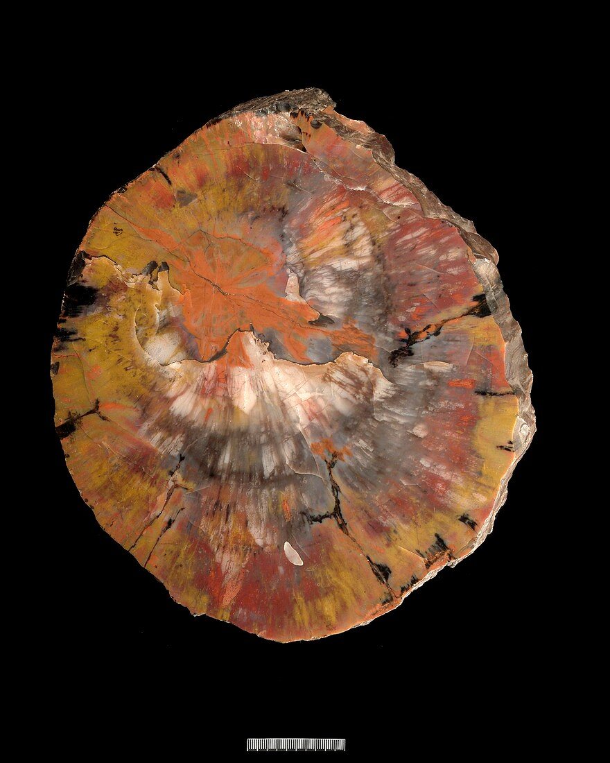 Petrified conifer,tree trunk fossil
