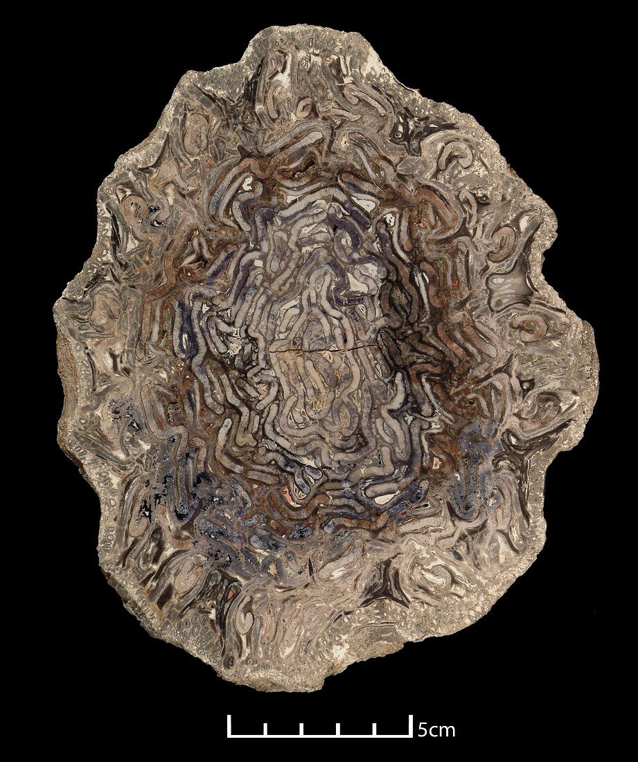 Petrified tree fern,tree trunk fossil