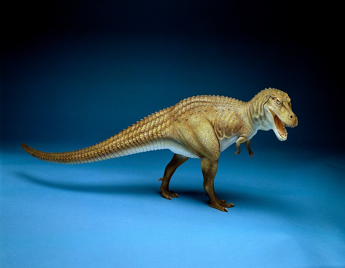 Tyrannosaurus dinosaur,museum model