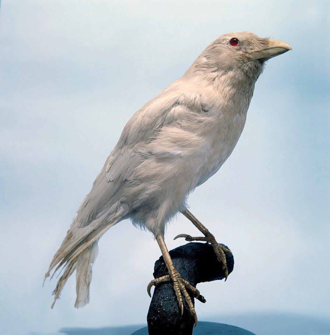 Carrion crow,mounted albino specimen
