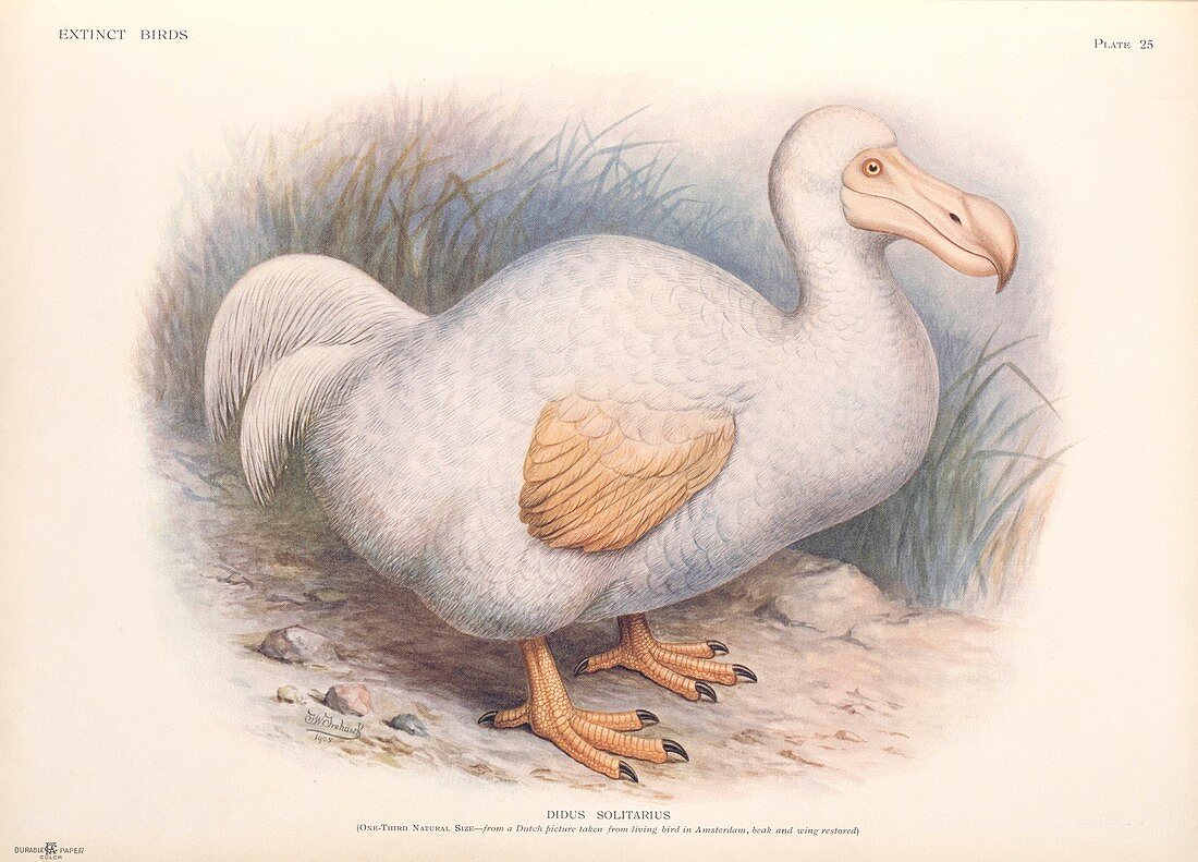 Reunion white dodo,1907 artwork