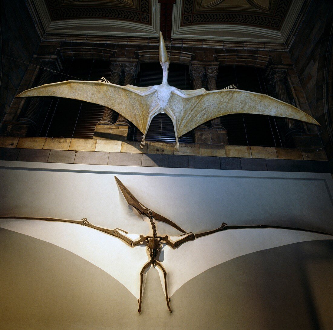 Pteranodon flying reptile,museum models