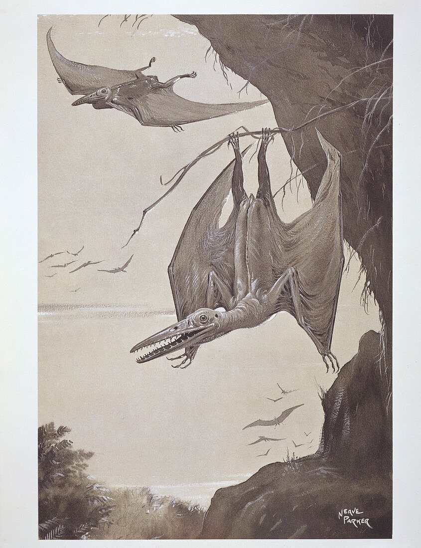 Pterodactyls,20th-century artwork