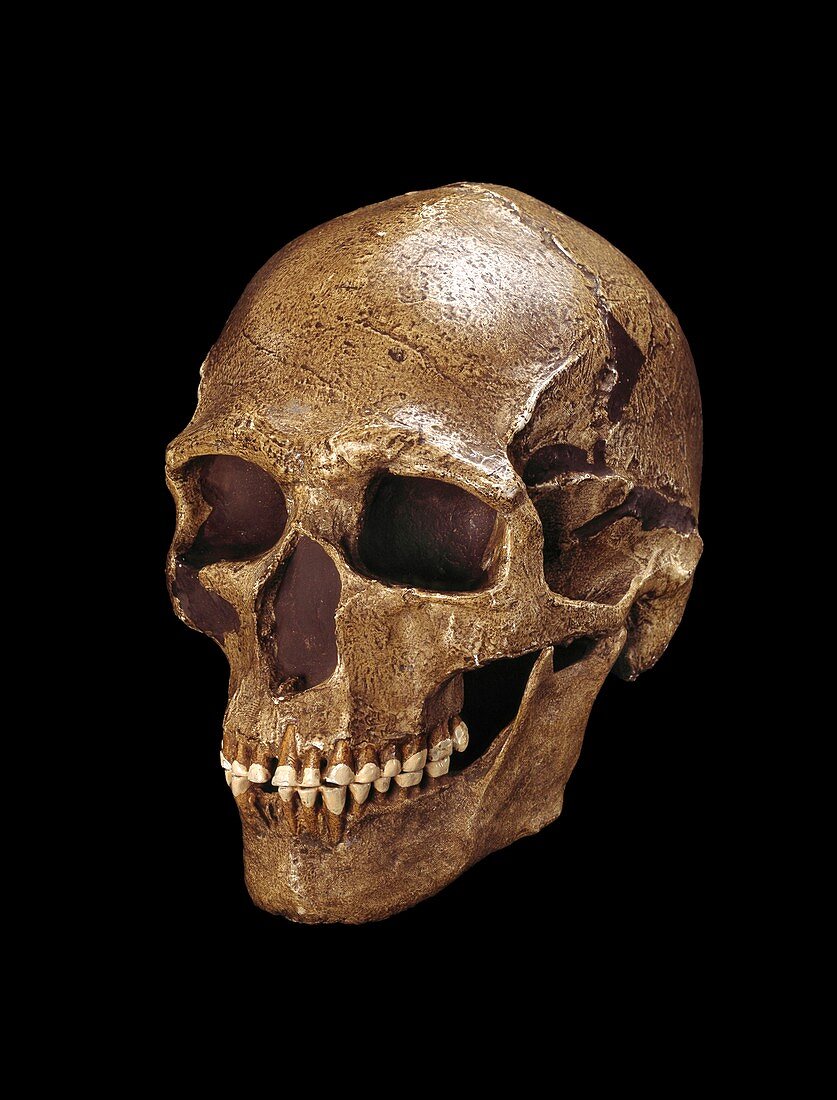 Homo sapiens skull (Predmosti 3)