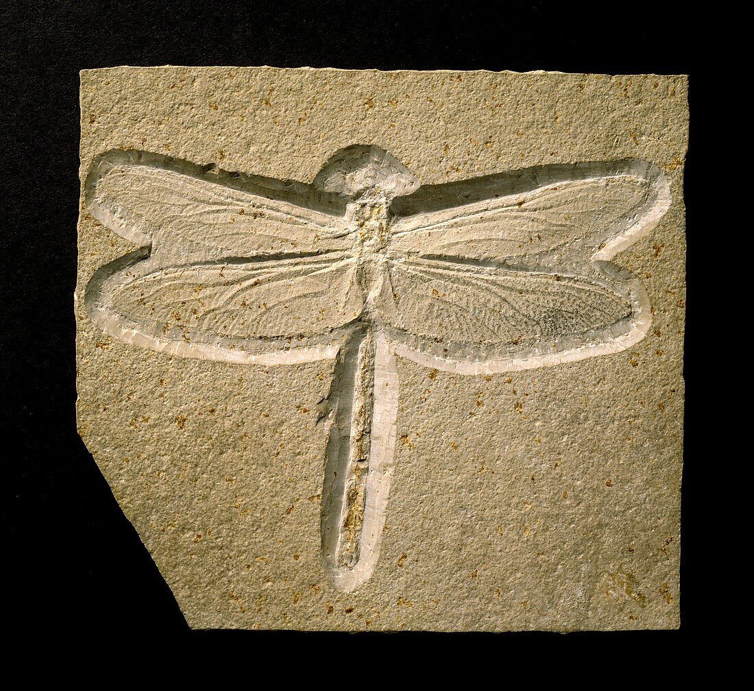 Urogomphus eximus,dragonfly fossil