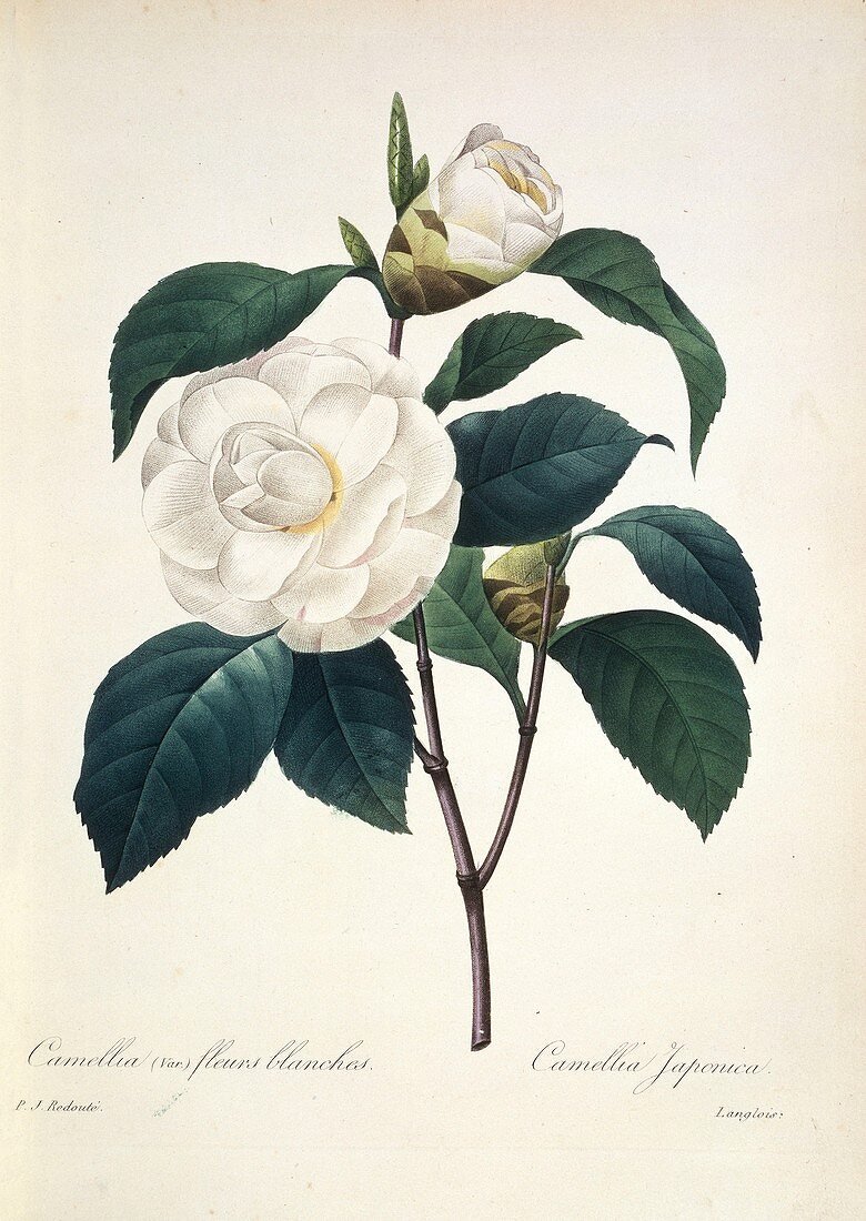 Camellia japonica,19th century