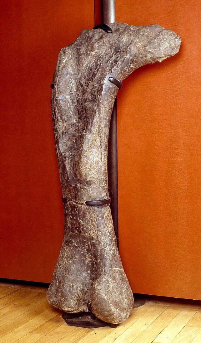 Apatosaurus dinosaur,fossil thigh bone