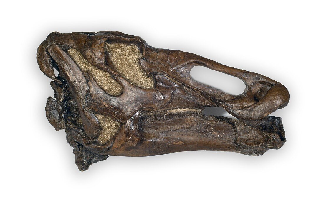 Edmontosaurus dinosaur,fossil skull