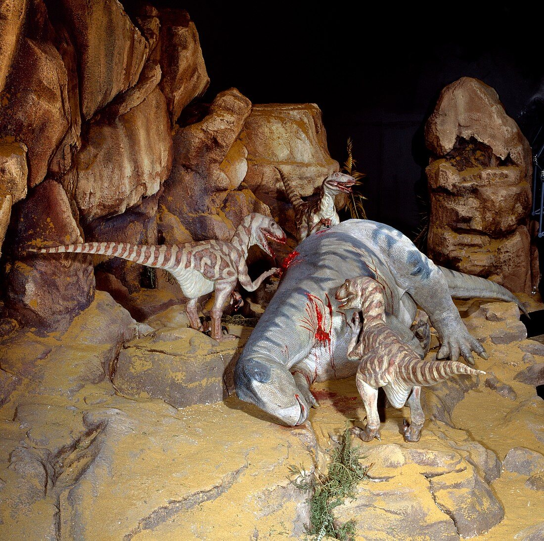 Dinosaurs feeding on prey,museum model