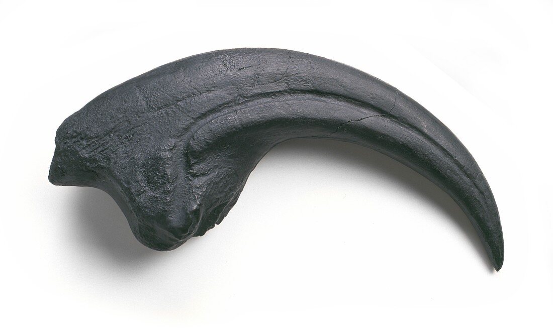 Torvosaurus dinosaur,fossil claw