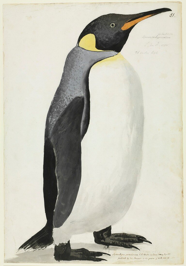 King penguin,18th century