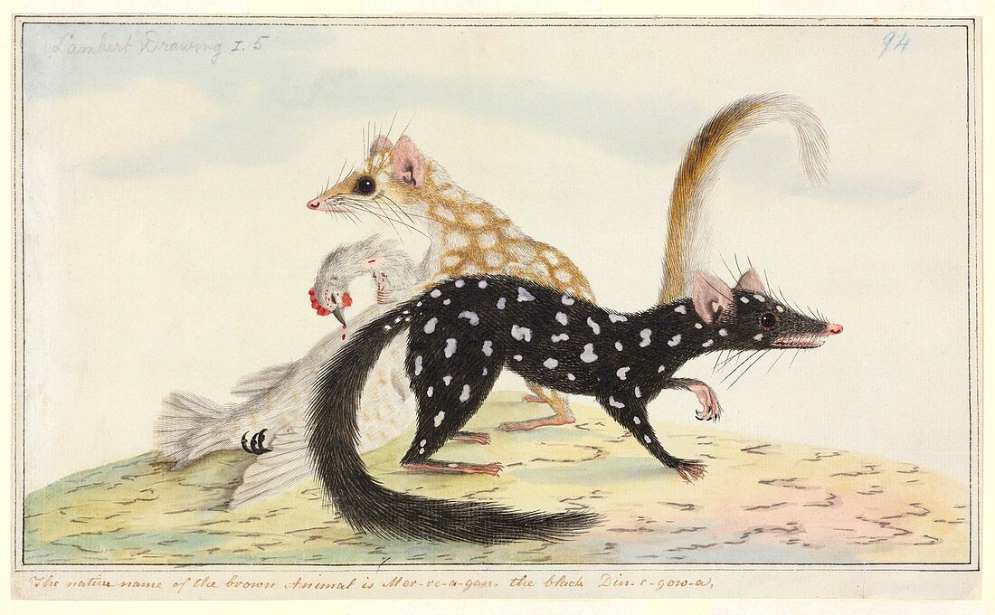 Eastern quoll,18th century