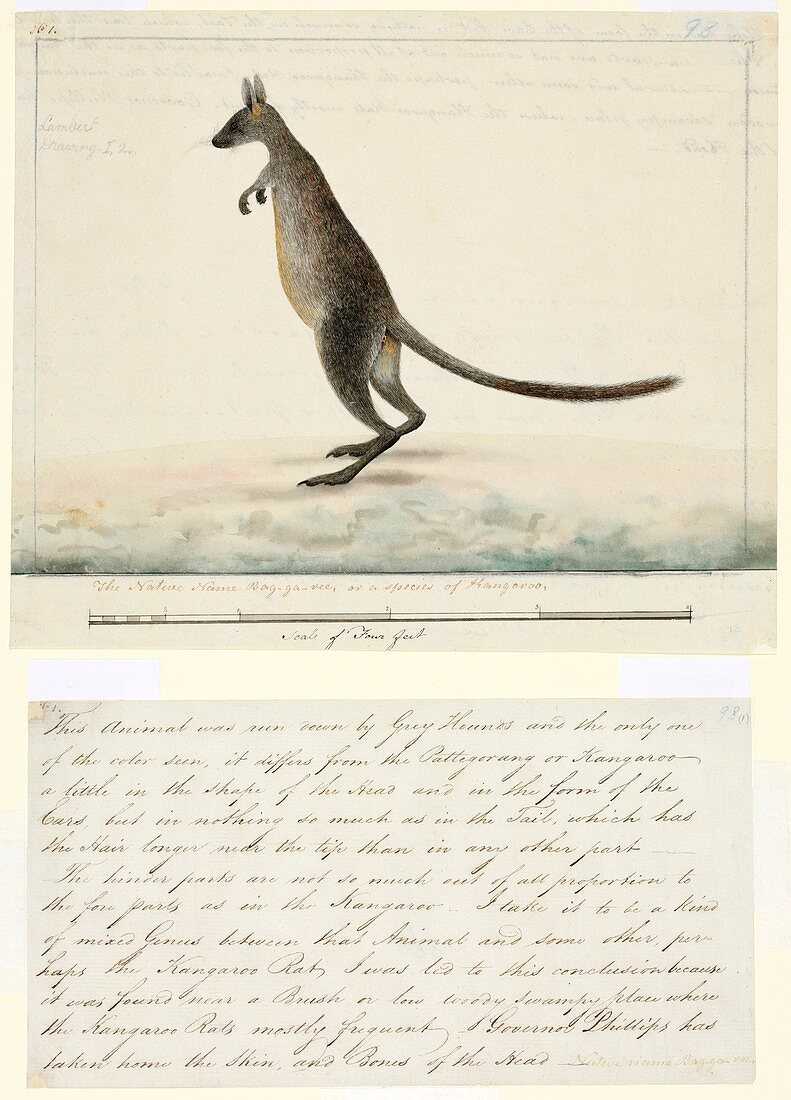 Swamp wallaby,18th century
