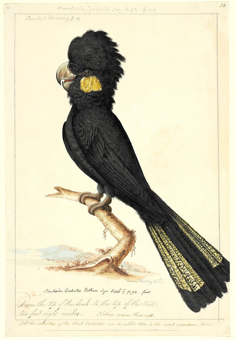 Calyptorhynchus cockatoo,18th century