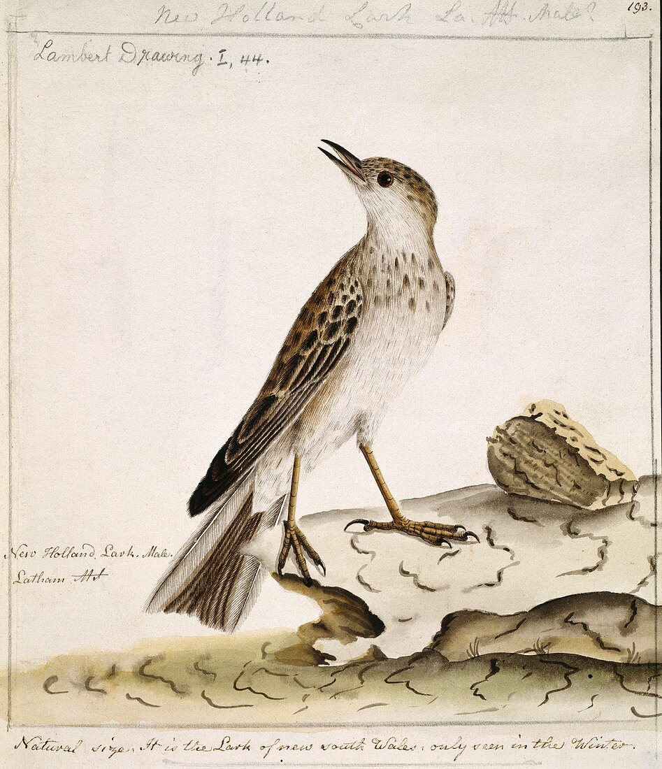 New Zealand pipit,18th century