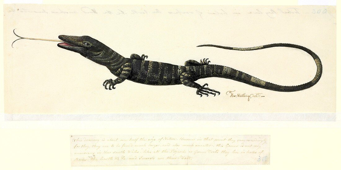 Lace monitor lizard,18th century