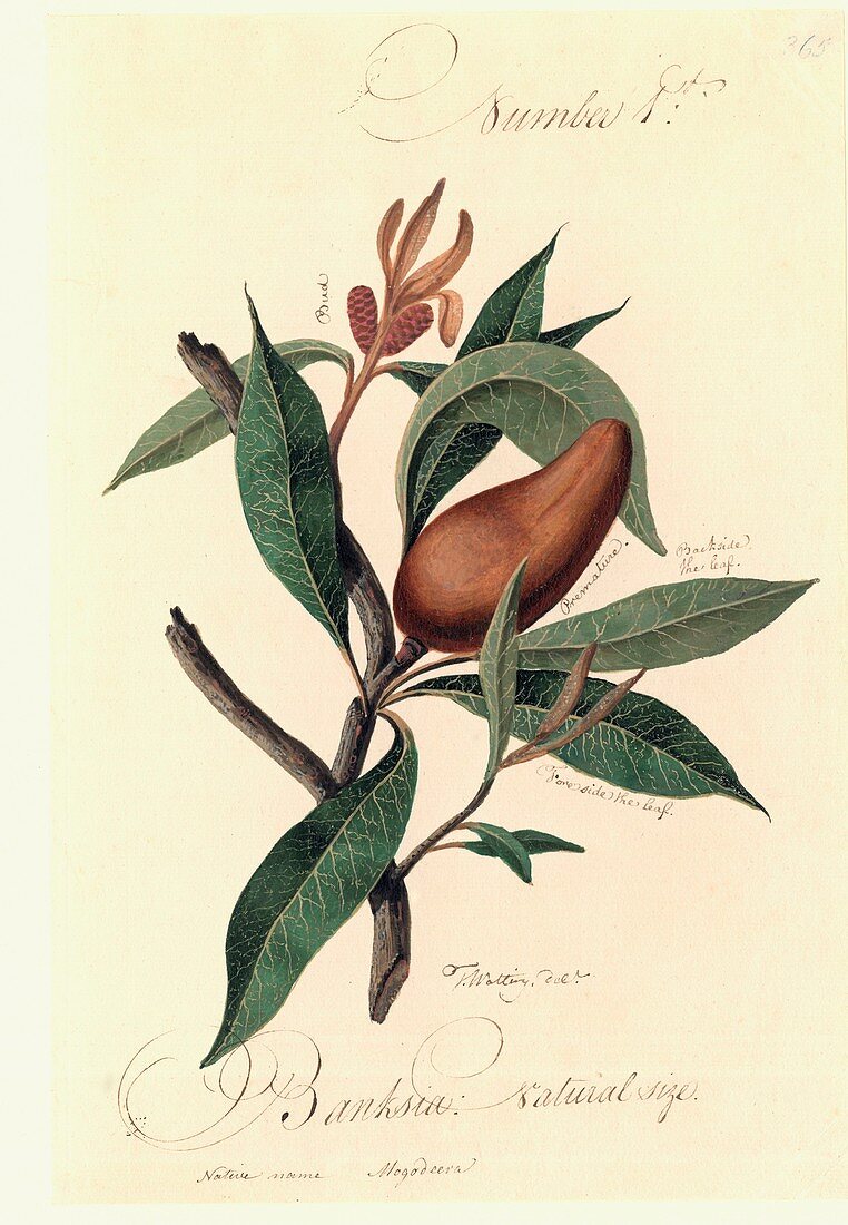 Banksia flower,18th century