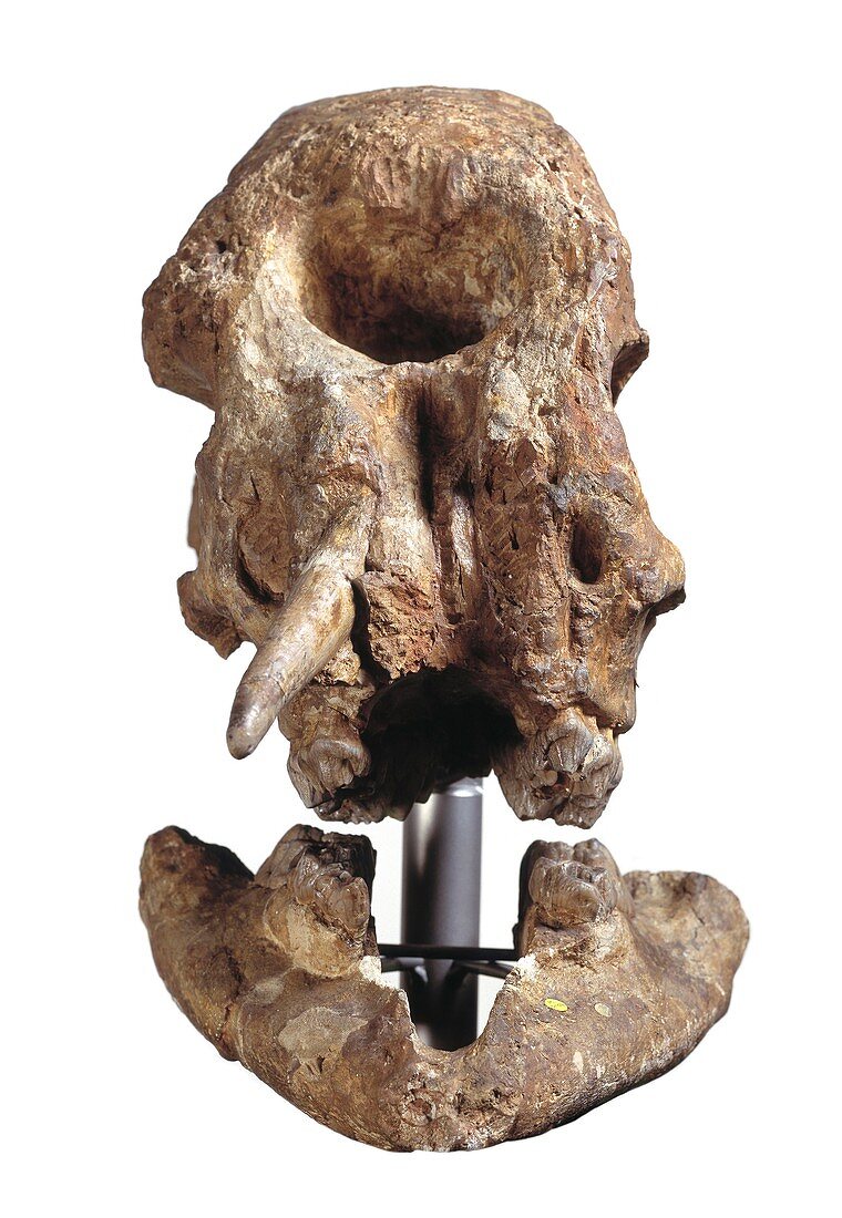 Zygolophodon mastodon,fossil skull