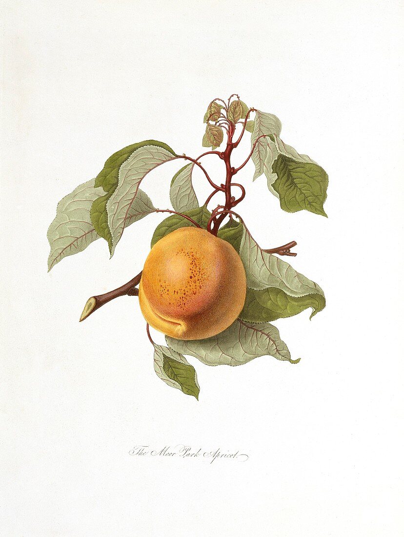 Moor Park Apricot (1818)