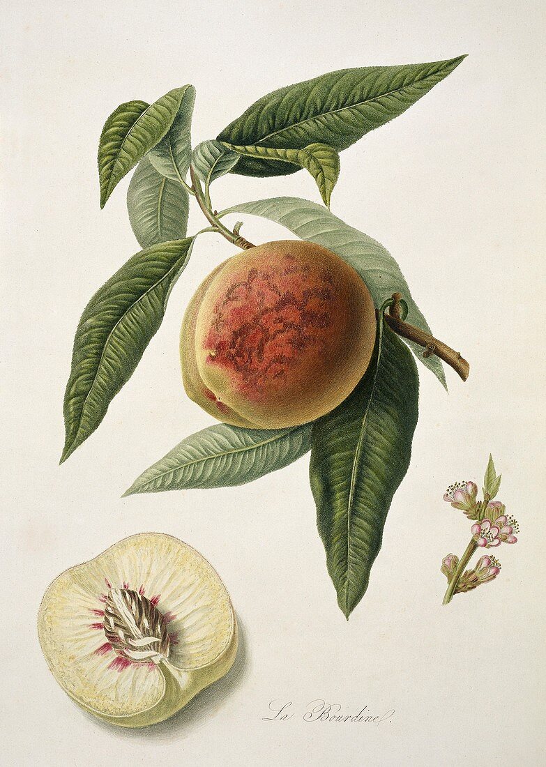Bourdine Peach (1818)