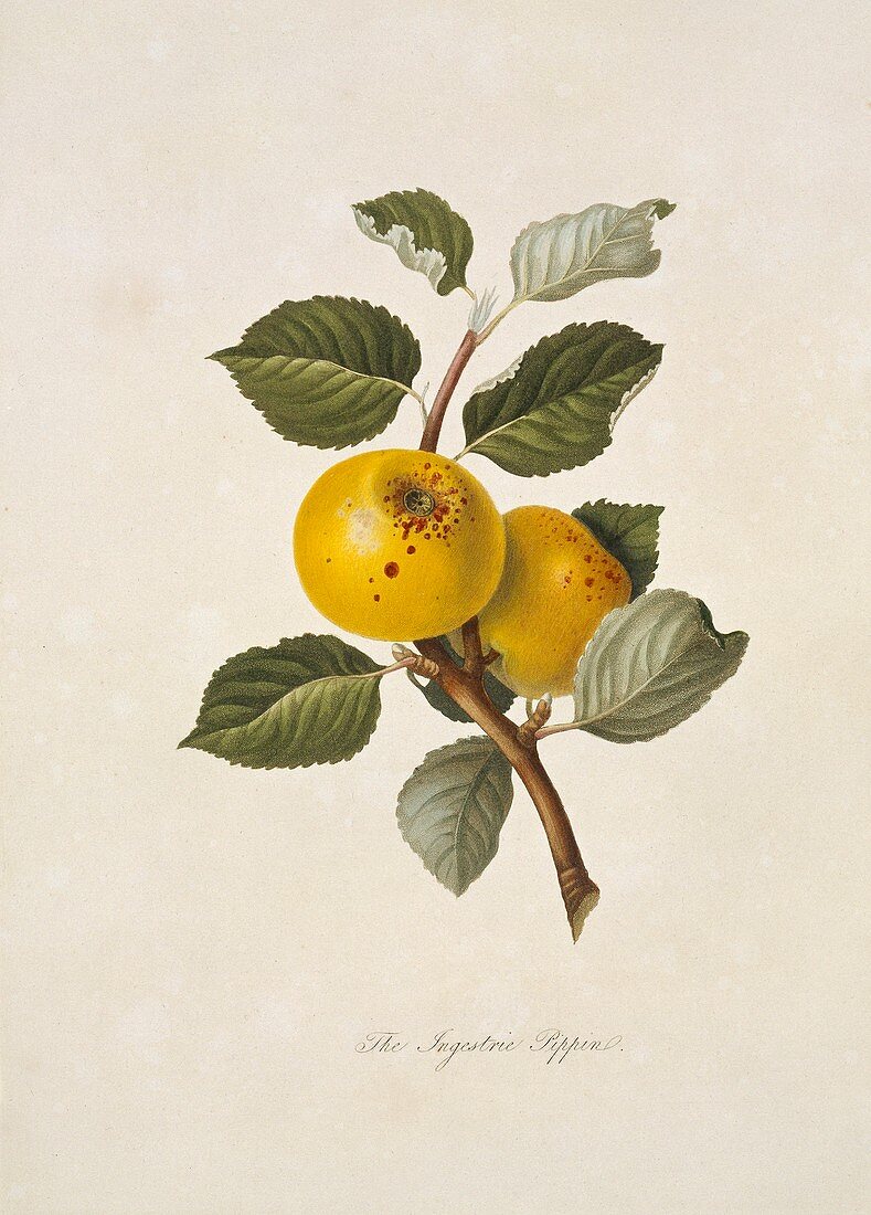 Yellow Ingestrie Pippin Apple (1818)