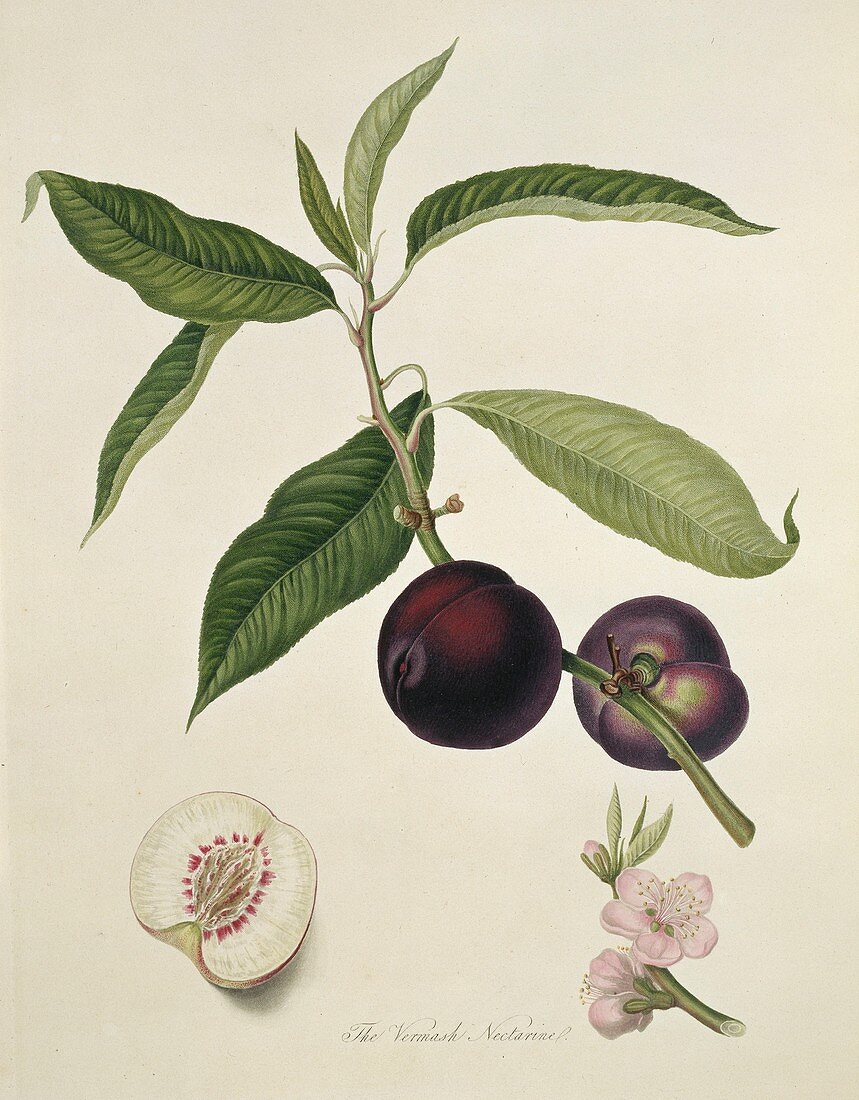 Vermash Nectarine (1818)